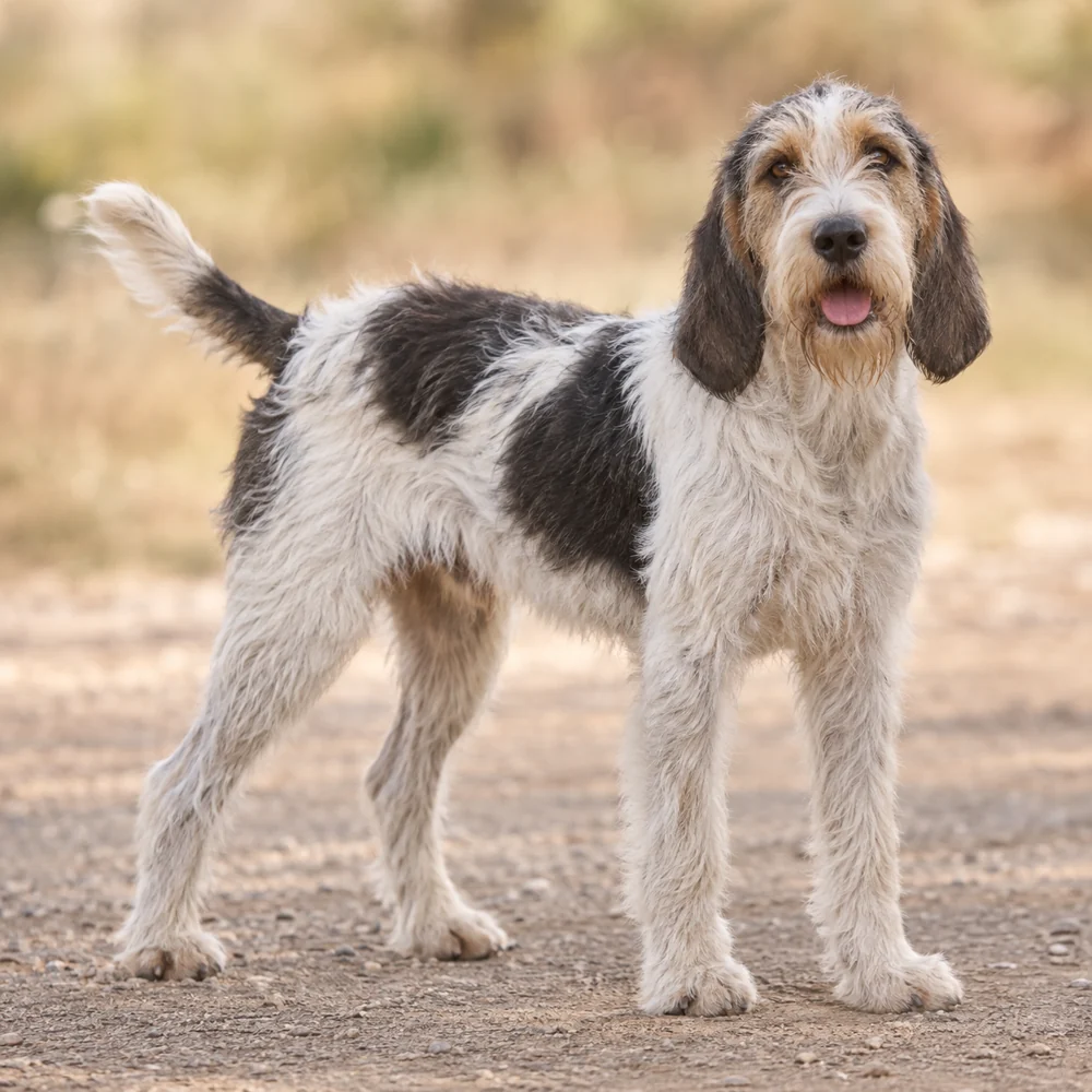 Briquet Griffon Vendeen · AI 生成的写实犬种图像,供外观参考。