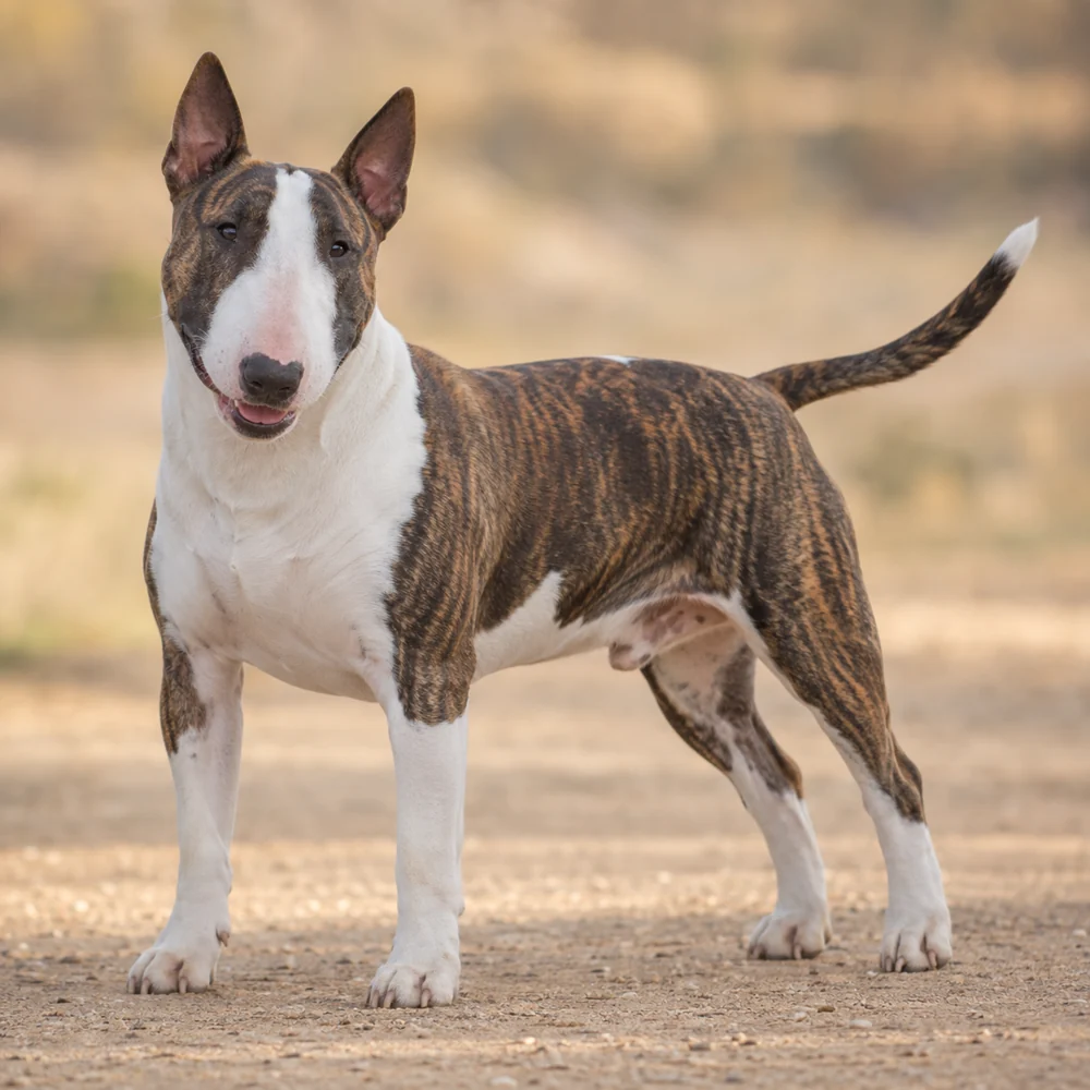 Bull Terrier · AI 生成的写实犬种图像,供外观参考。