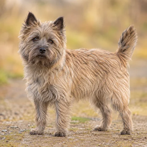 Cairn Terrier · AI 生成的写实犬种图像，供外观参考。