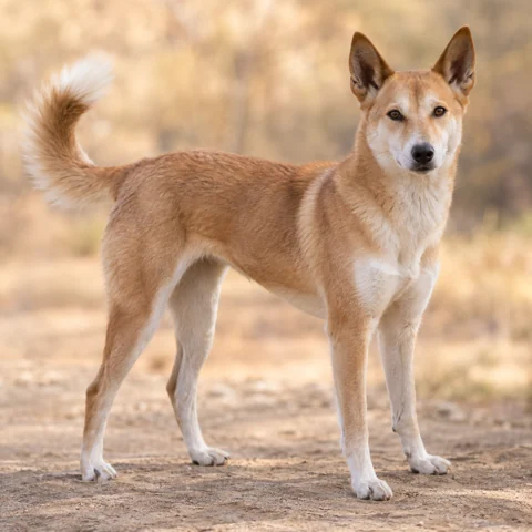 Canaan Dog · AI-generated realistic breed image, for visual reference.