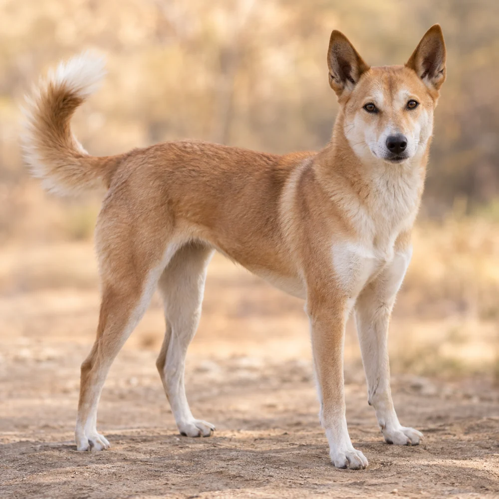 Canaan Dog · AI 生成的写实犬种图像,供外观参考。
