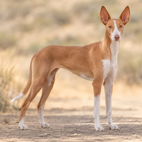 Canarian Warren Hound · AI-generated realistic breed image, for visual reference.