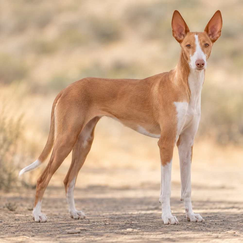 Canarian Warren Hound · AI 生成的写实犬种图像,供外观参考。