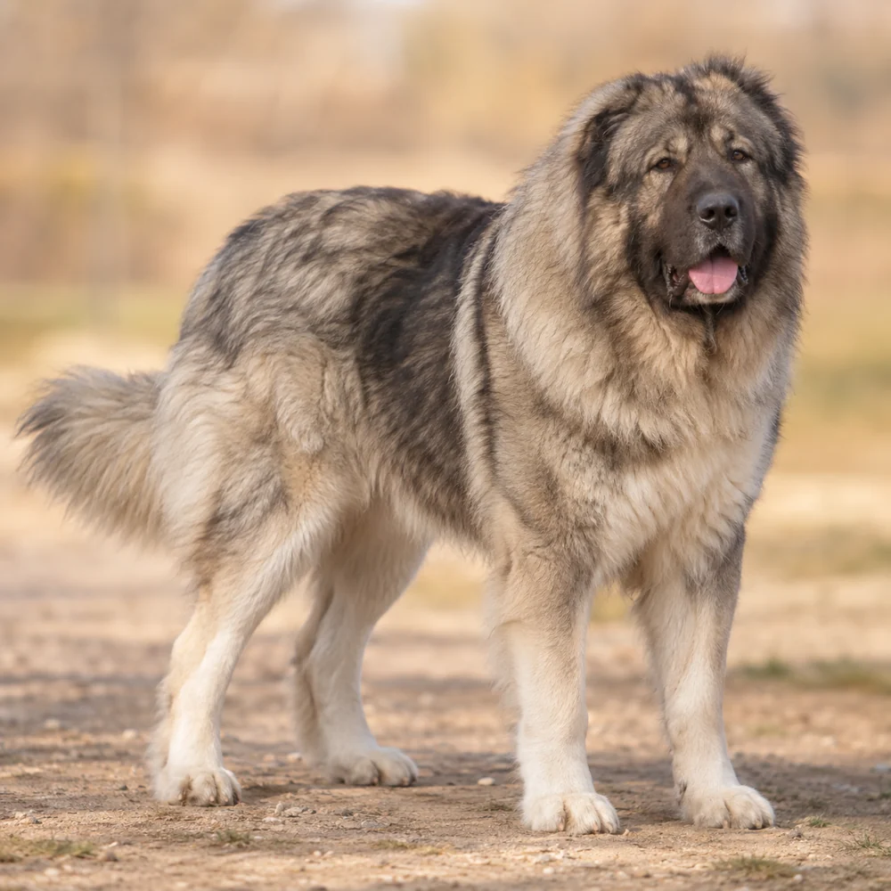 Caucasian Shepherd Dog · AI 生成的写实犬种图像,供外观参考。