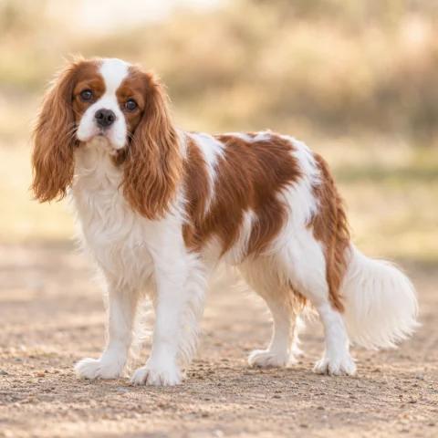 Cavalier King Charles Spaniel · AI-generated realistic breed image, for visual reference.