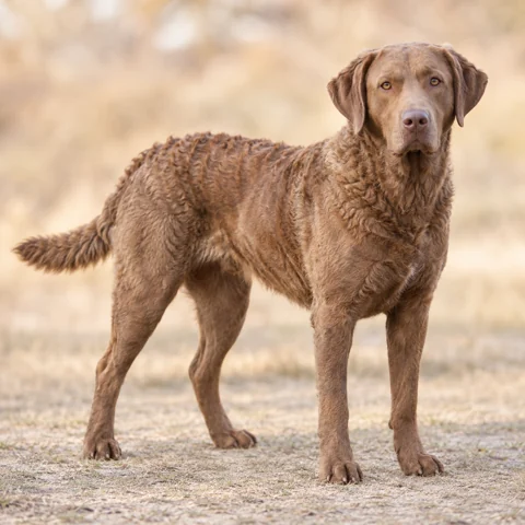 Chesapeake Bay Retriever · AI-generated realistic breed image, for visual reference.