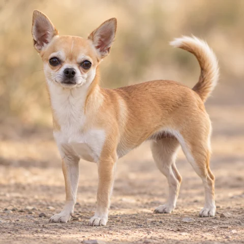 Chihuahua · AI-generated realistic breed image, for visual reference.