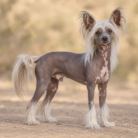Chinese Crested Dog · AI-generated realistic breed image, for visual reference.