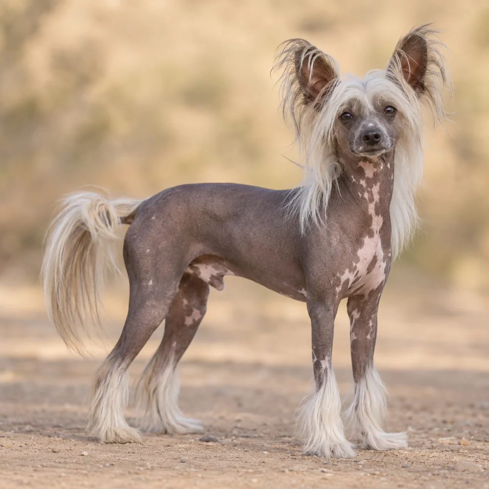 Chinese Crested Dog · AI 生成的写实犬种图像,供外观参考。