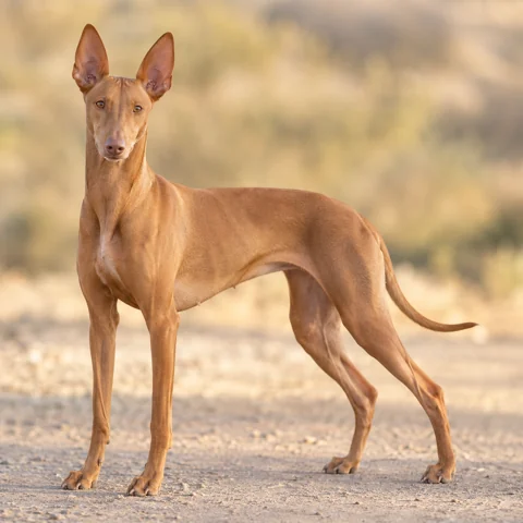 Cirneco Dell'Etna · AI-generated realistic breed image, for visual reference.