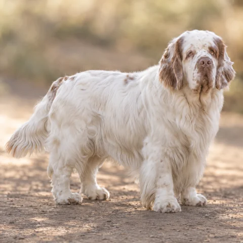 Clumber Spaniel · AI-generated realistic breed image, for visual reference.
