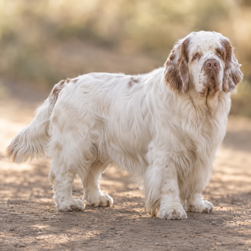 Clumber Spaniel · 외형 참고용 AI 생성 사실적 견종 이미지입니다.