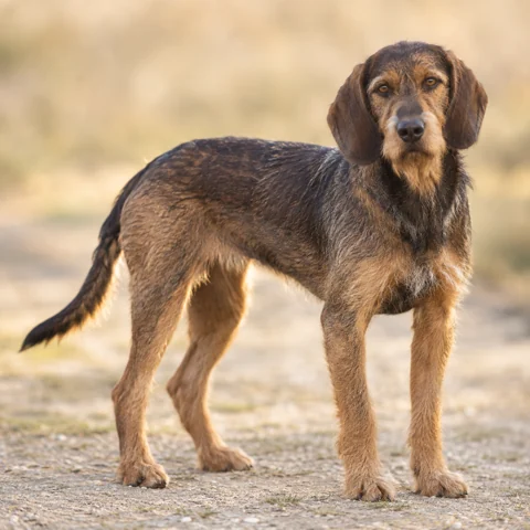 Coarse-Haired Styrian Hound · AI-generated realistic breed image, for visual reference.