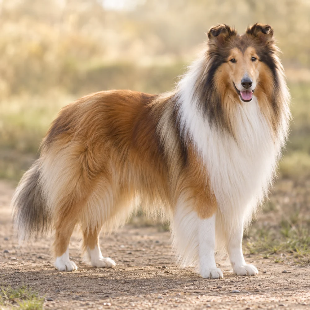 Collie Rough · AI-generated realistic breed image, for visual reference.