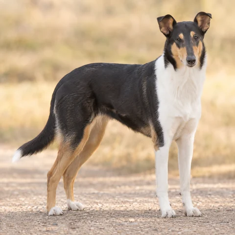 Collie Smooth · AI-generated realistic breed image, for visual reference.