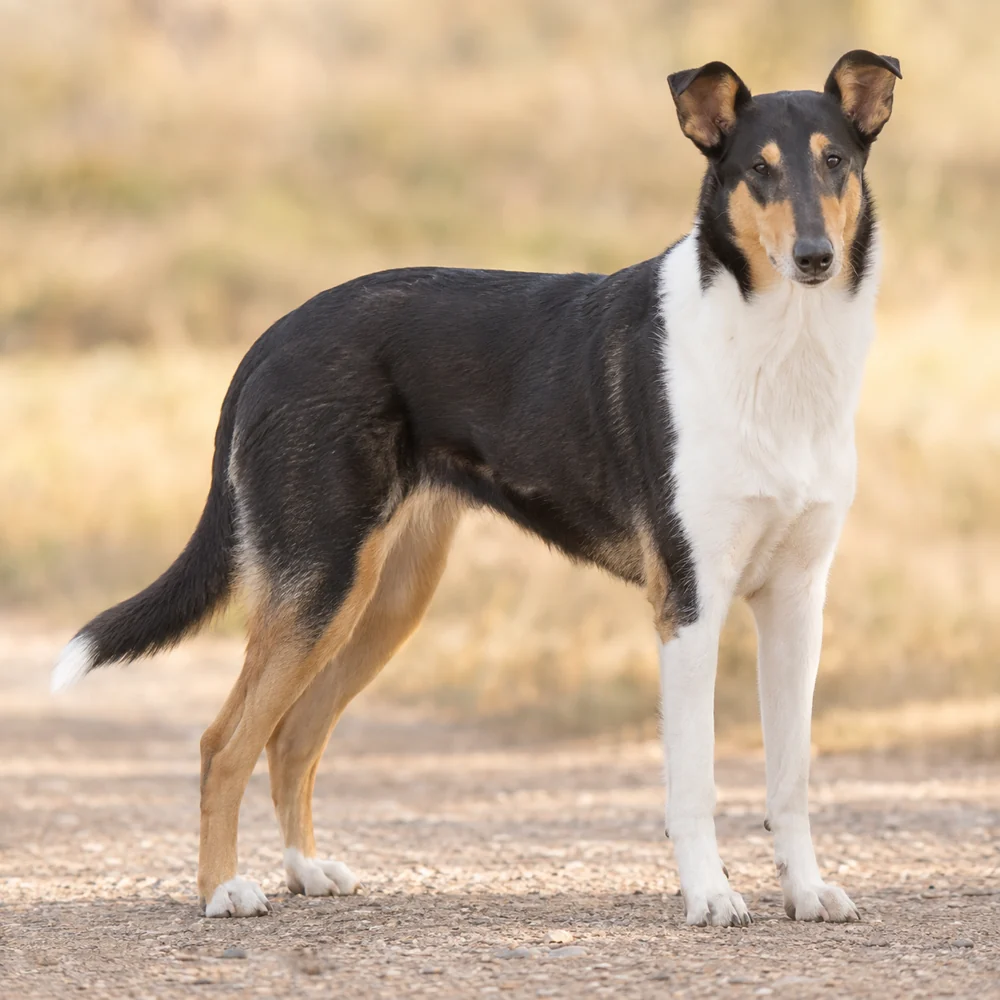 Collie Smooth · AI 生成的写实犬种图像,供外观参考。