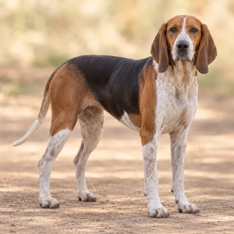 Colombian Fino Hound · AI-generated realistic breed image, for visual reference.