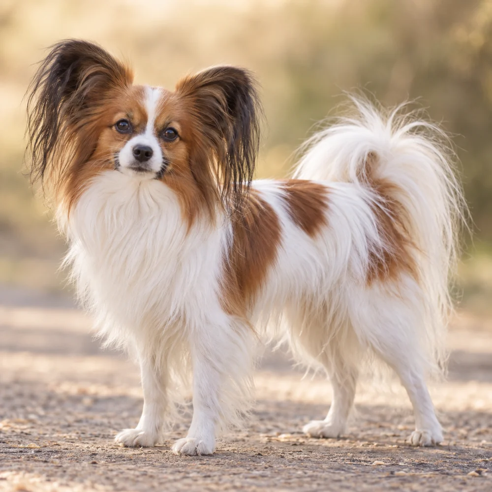 Continental Toy Spaniel · 외형 참고용 AI 생성 사실적 견종 이미지입니다.