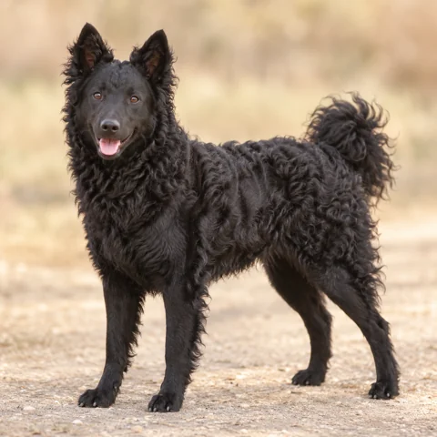 Croatian Shepherd Dog · AI-generated realistic breed image, for visual reference.