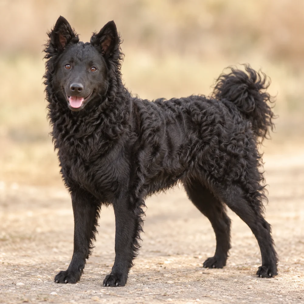 Croatian Shepherd Dog · AI 生成的写实犬种图像,供外观参考。