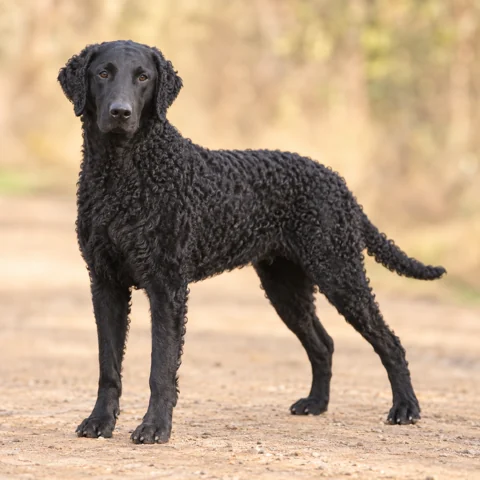 Curly Coated Retriever · AI-generated realistic breed image, for visual reference.