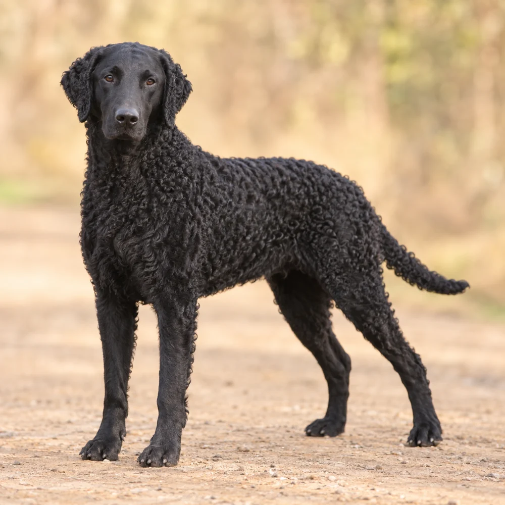 Curly Coated Retriever · AI 生成的写实犬种图像,供外观参考。