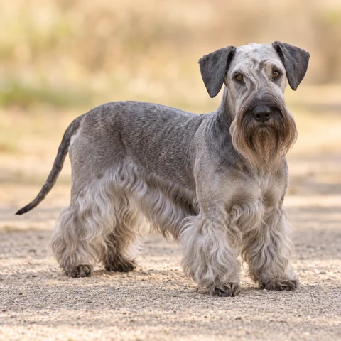 Czech Terrier · AI-generated realistic breed image, for visual reference.
