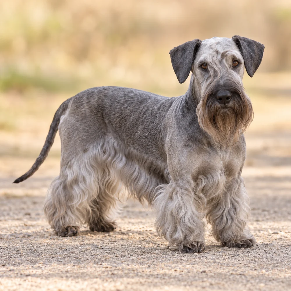 Czech Terrier · AI 生成的写实犬种图像,供外观参考。