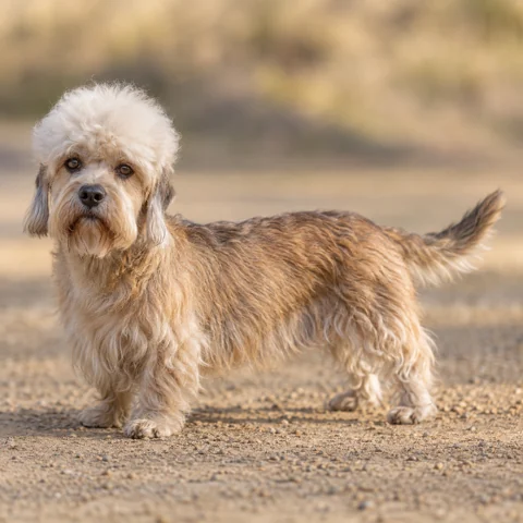 Dandie Dinmont Terrier · AI-generated realistic breed image, for visual reference.