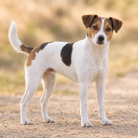 Danish-Swedish Farmdog · AI-generated realistic breed image, for visual reference.