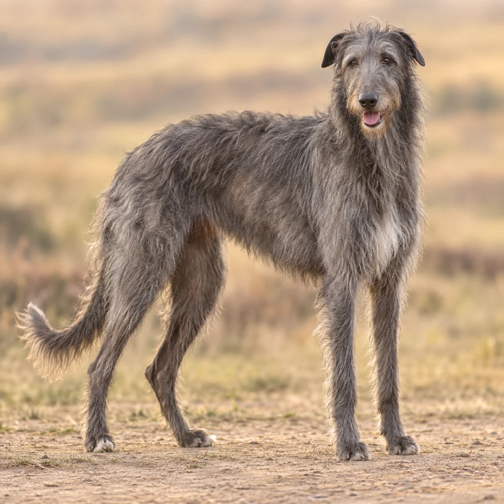 Deerhound · AI生成の写実的な犬種画像。外見の参考用です。