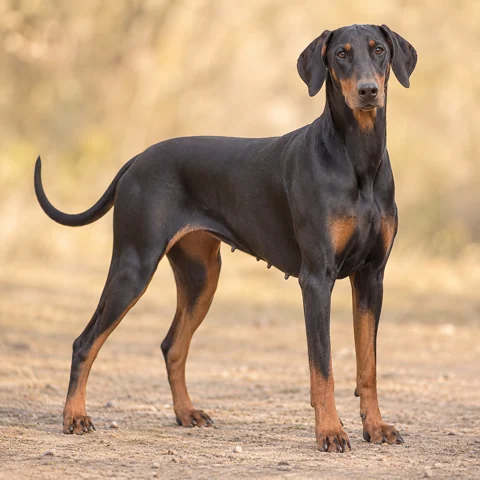 Dobermann · AI-generated realistic breed image, for visual reference.