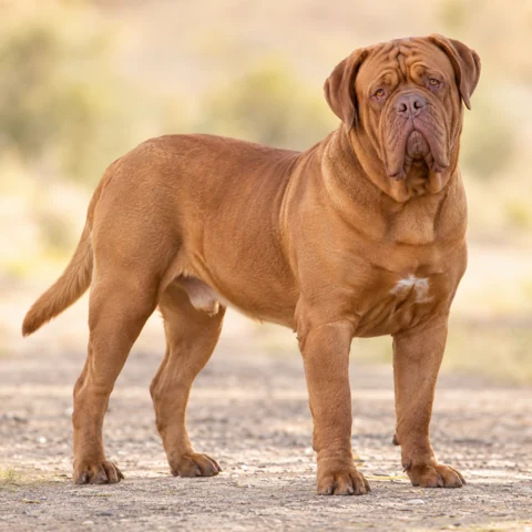 Dogue De Bordeaux · AI-generated realistic breed image, for visual reference.