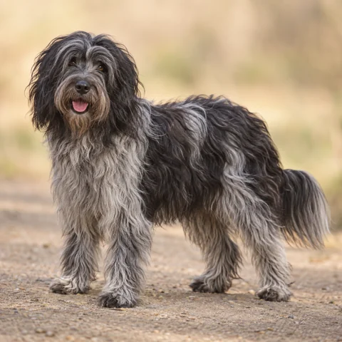 Dutch Schapendoes · AI-generated realistic breed image, for visual reference.