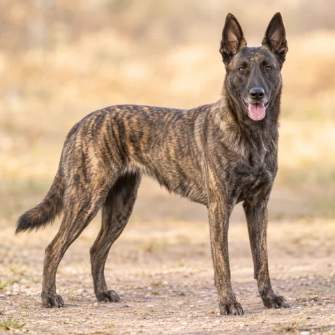 Dutch Shepherd Dog · AI-generated realistic breed image, for visual reference.