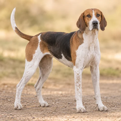 English Foxhound · AI-generated realistic breed image, for visual reference.