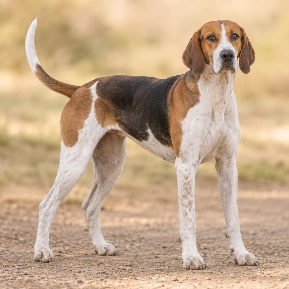 English Foxhound · AI 生成的写实犬种图像,供外观参考。