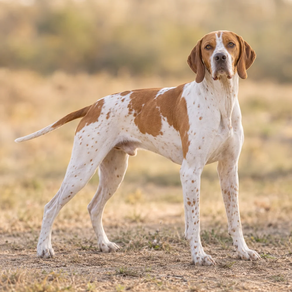 English Pointer · AI 生成的写实犬种图像,供外观参考。