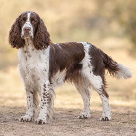 English Springer Spaniel · AI-generated realistic breed image, for visual reference.