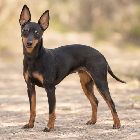 English Toy Terrier (Black &Tan) · AI-generated realistic breed image, for visual reference.