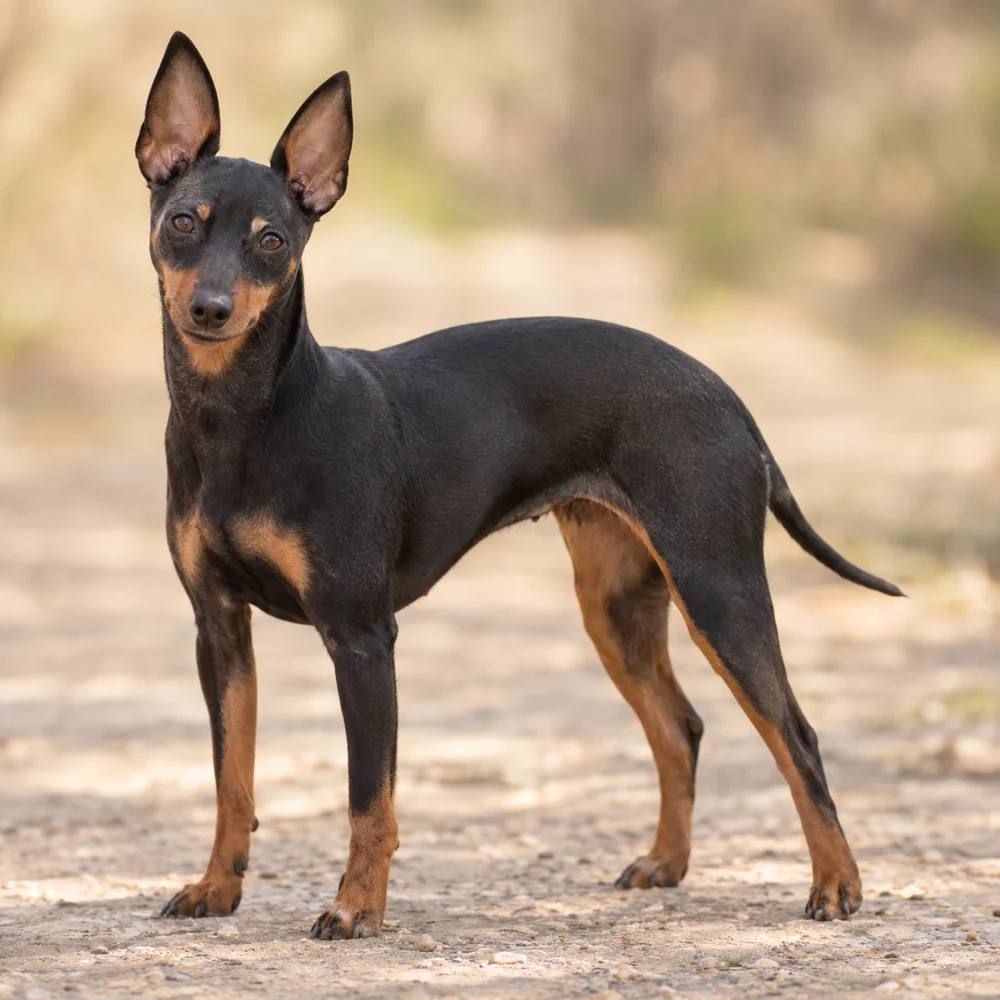 English Toy Terrier (Black &Tan) · AI 生成的写实犬种图像,供外观参考。
