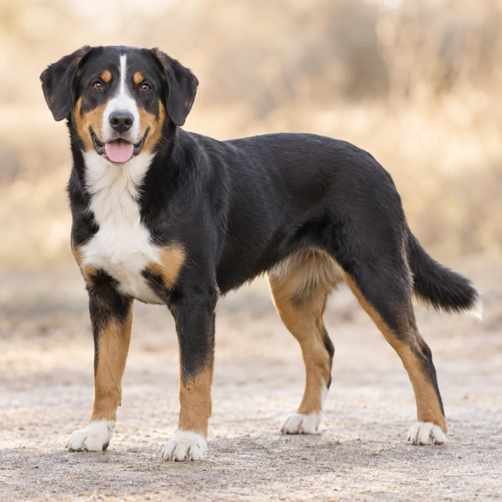 Entlebuch Cattle Dog · 외형 참고용 AI 생성 사실적 견종 이미지입니다.