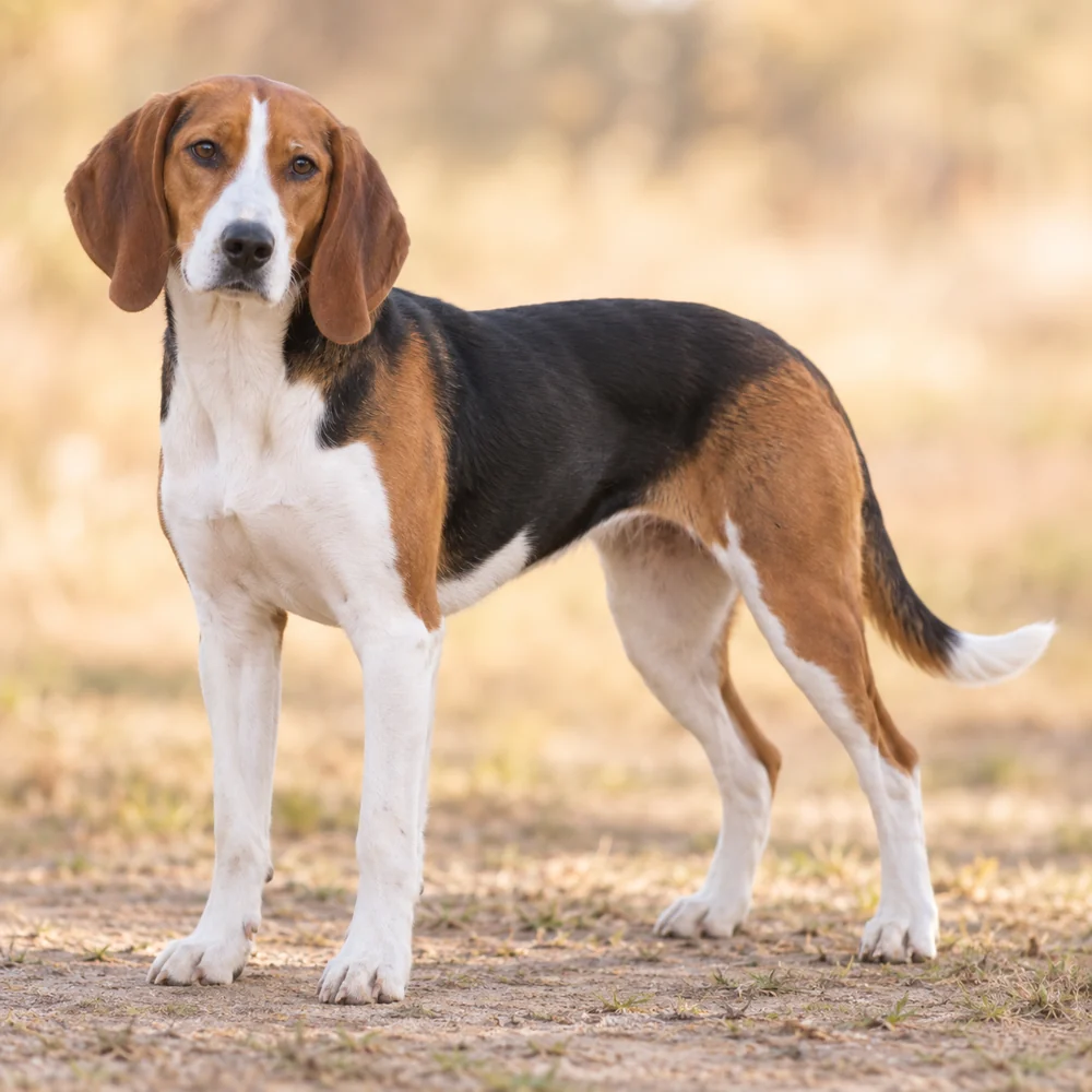 Estonian Hound · AI 生成的写实犬种图像,供外观参考。