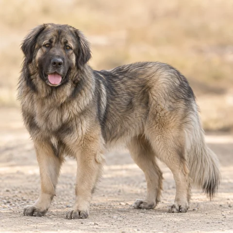 Estrela Mountain Dog · AI-generated realistic breed image, for visual reference.