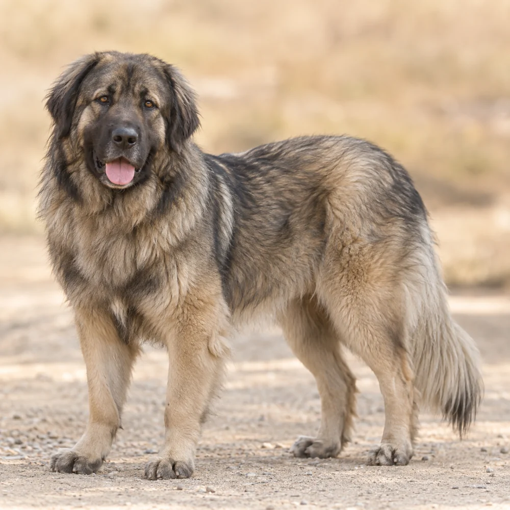 Estrela Mountain Dog · 외형 참고용 AI 생성 사실적 견종 이미지입니다.