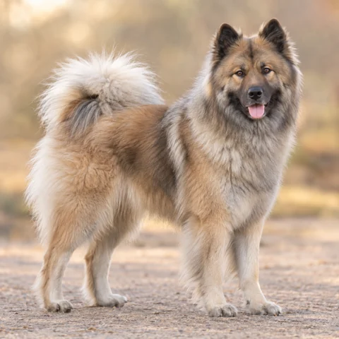 Eurasian · AI-generated realistic breed image, for visual reference.