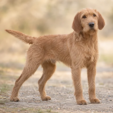 Fawn Brittany Griffon · AI-generated realistic breed image, for visual reference.