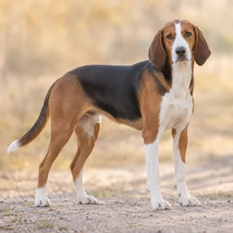Finnish Hound · AI-generated realistic breed image, for visual reference.