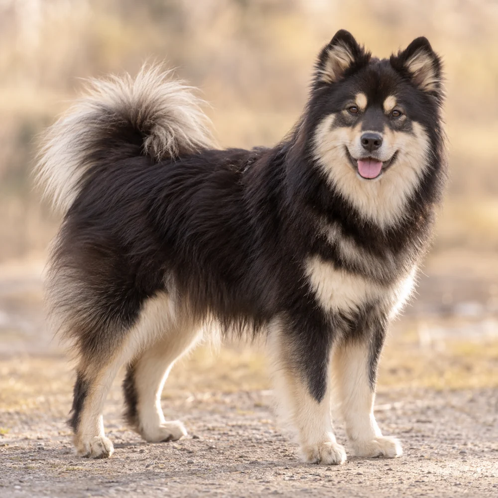 Finnish Lapponian Dog · 외형 참고용 AI 생성 사실적 견종 이미지입니다.