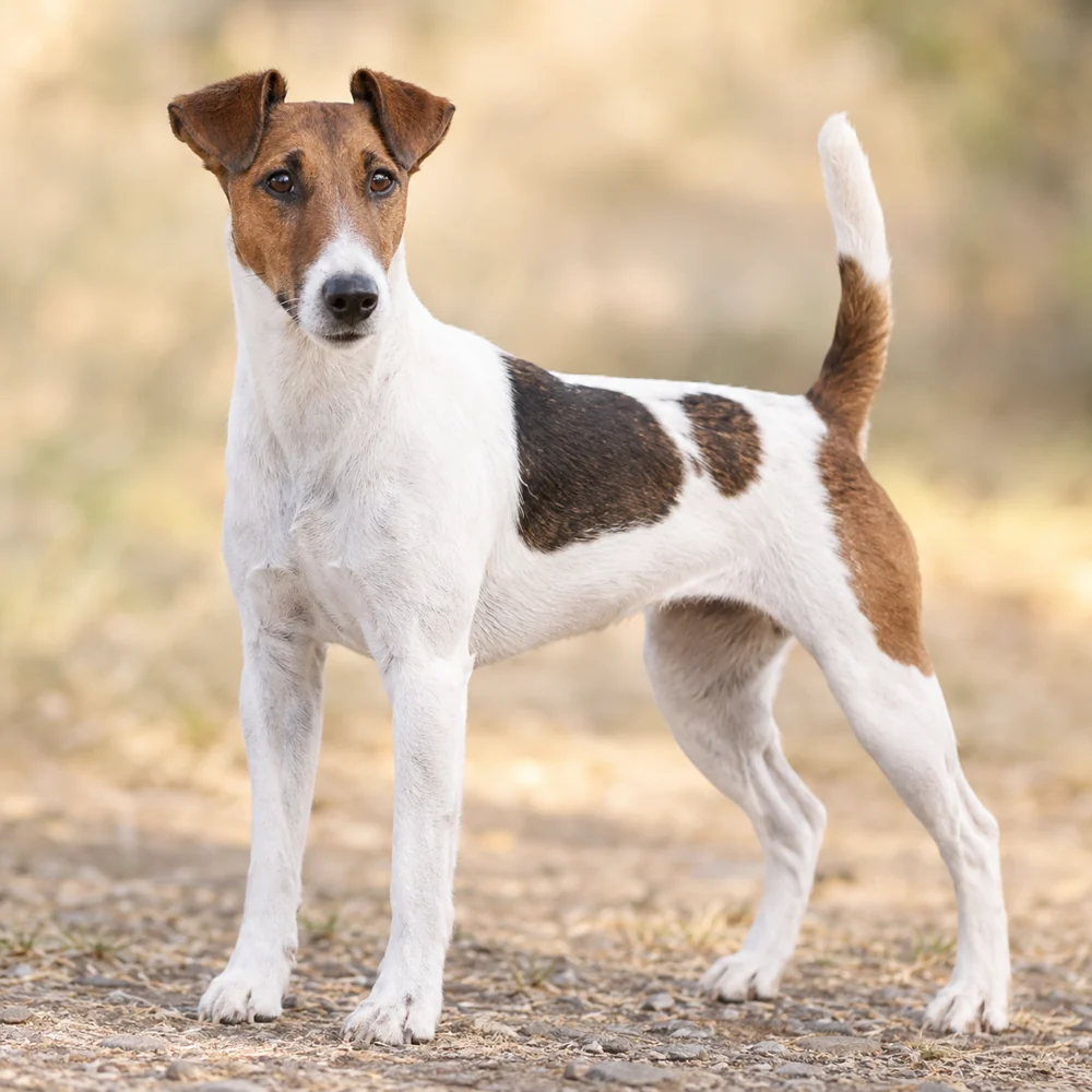 Fox Terrier (Smooth) · AI 生成的写实犬种图像,供外观参考。
